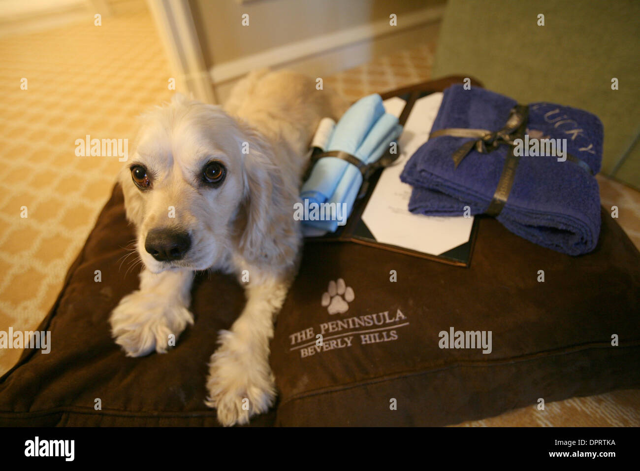6. Dezember 2008 - Los Angeles, Kalifornien, USA - The Peninsula Beverly Hills einige kreativen Dienstleistungen für seine Gäste bietet. Zum Beispiel bietet das Hotel Zimmer kulinarisches Erlebnis und monogrammiert Kissen und Betten für Hunde. Das Hotel hat auch Kinderprogramm im vergangenen Sommer geschaffen. Kinder erhalten Halbinsel Rucksäcke, T-shirts und Malbücher bei der Ankunft.  (Cr Stockfoto