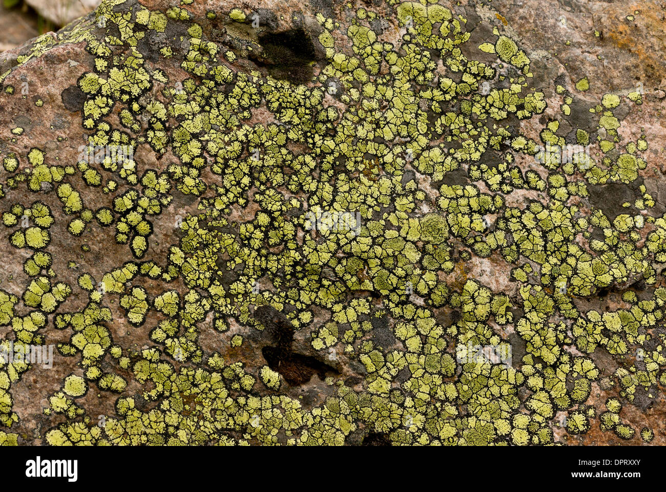 Flechten, Rhizocarpon Geographicum; Pontische Alpen. Stockfoto