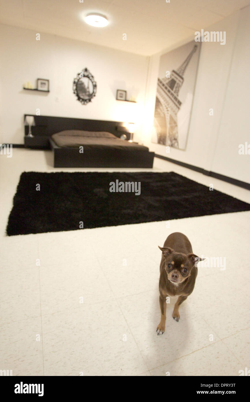 30. Januar 2009 - Los Angeles, Kalifornien, USA - ein Hund auf dem Zimmer D Pet Hotel Hollywood. Das Hotel ist ein Luxus-Resort & Spa für den Unterschieden/Hund. (Kredit-Bild: © Ringo Chiu/ZUMA Press) Stockfoto