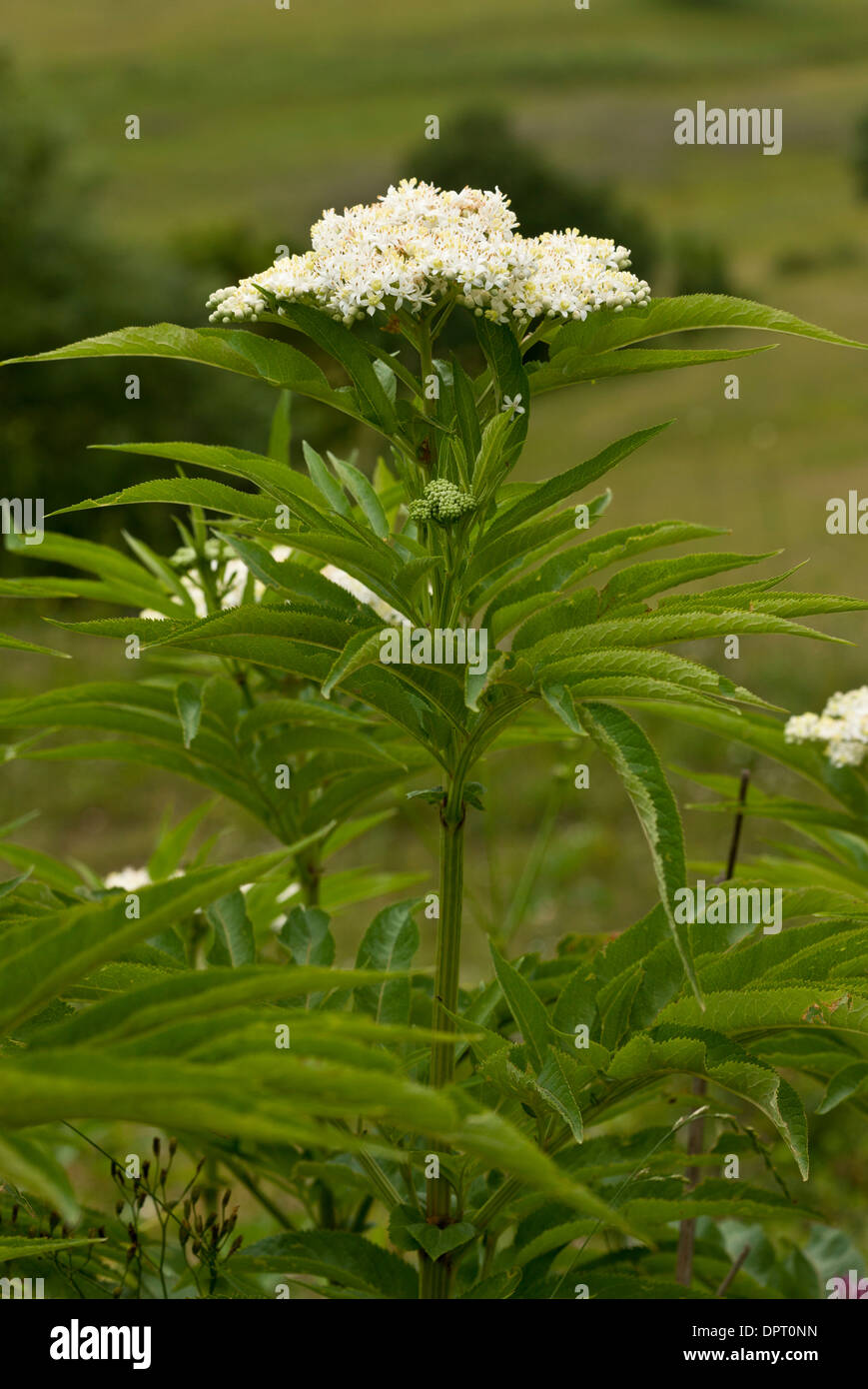 Danewort oder Zwerg-Holunder, Sambucus Ebulus in Blüte. Stockfoto