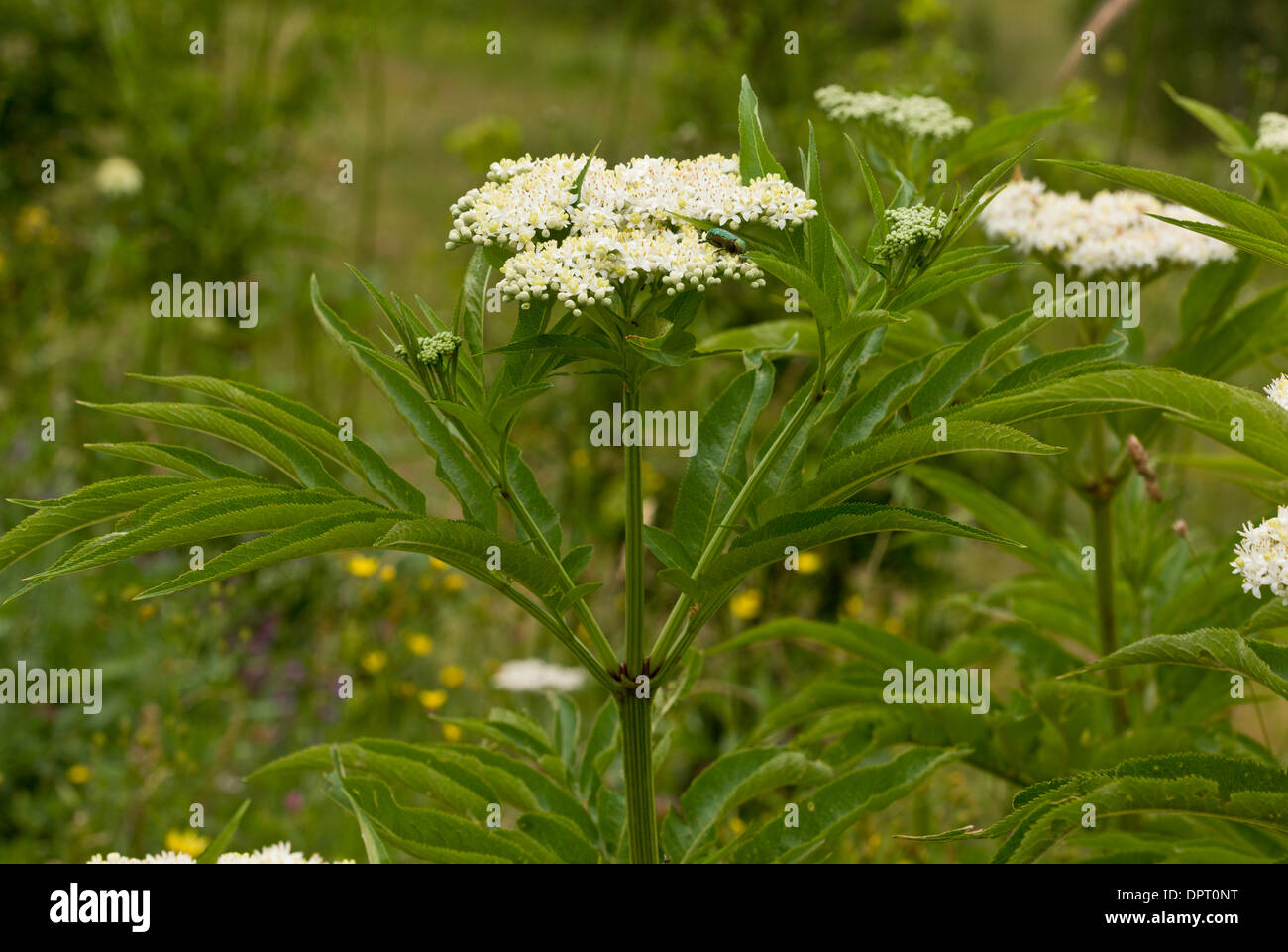 Danewort oder Zwerg-Holunder, Sambucus Ebulus in Blüte. Stockfoto