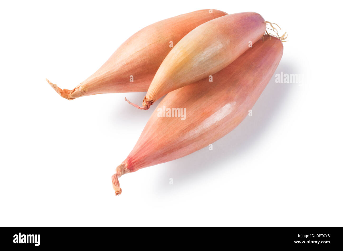 Schalotten - John Gollop Stockfoto