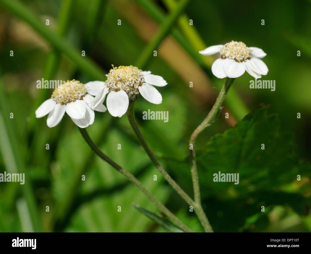 Sneezewort - Achillea Ptarmica drei Blumen Stockfoto