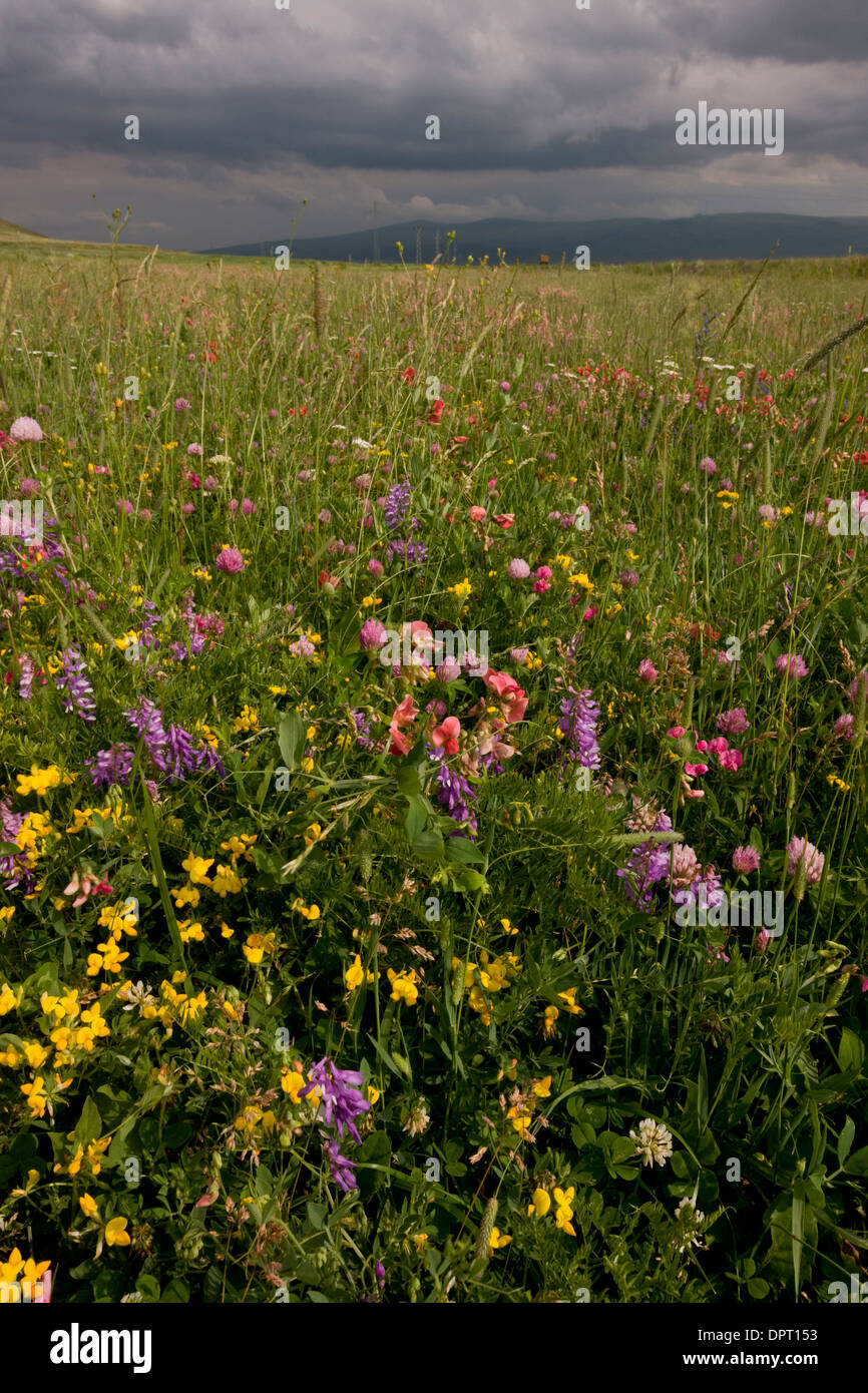 Blumige Mähwiesen auf der Ostseite des Passes Cam (Cam Gecidi) in Richtung Ardahan, im Nord-Osten der Türkei. Stockfoto