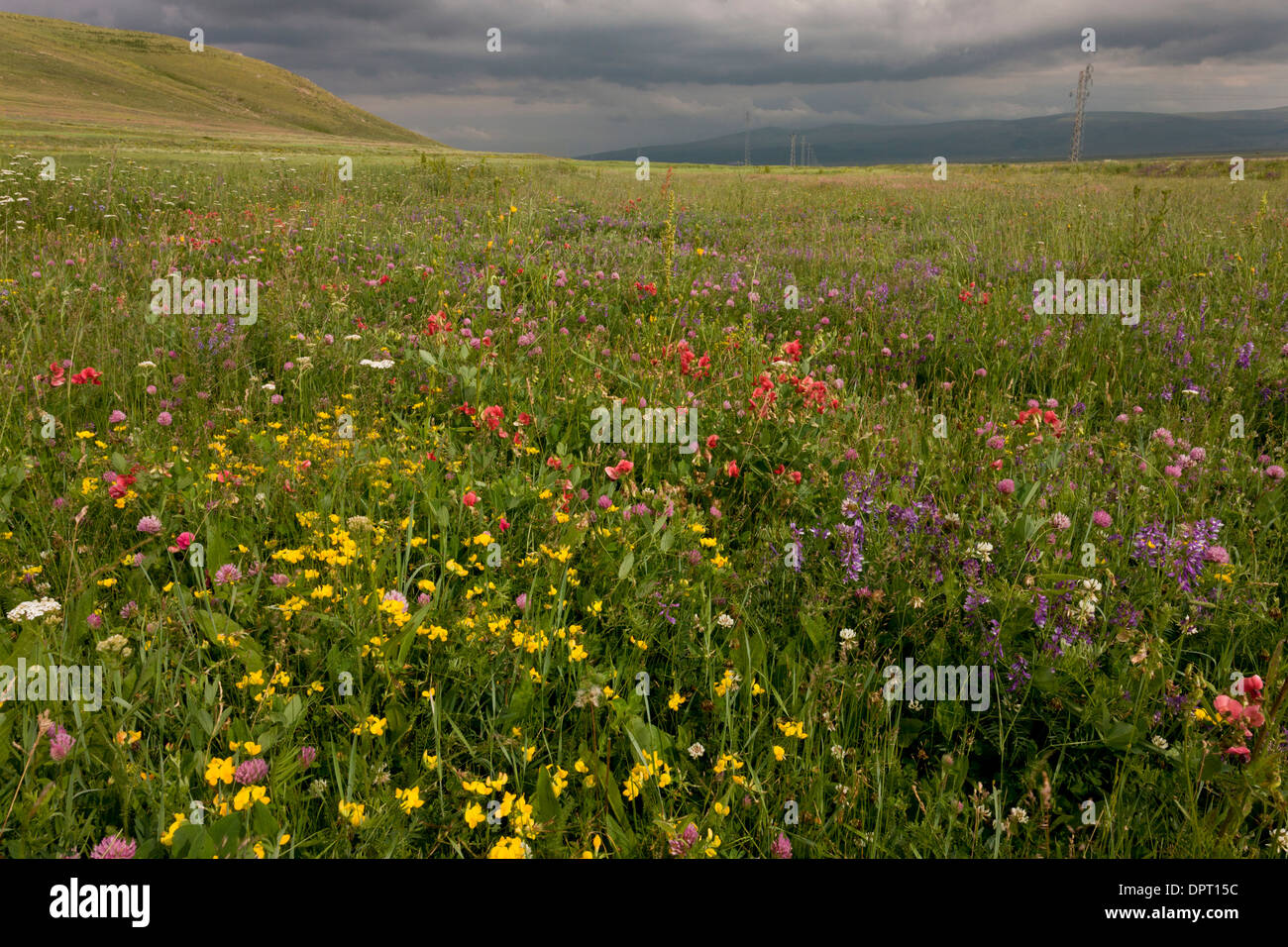 Blumige Mähwiesen auf der Ostseite des Passes Cam (Cam Gecidi) in Richtung  Ardahan, im Nord-Osten der Türkei Stockfotografie - Alamy