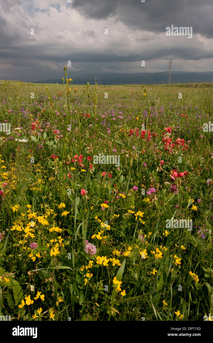 Blumige Mähwiesen auf der Ostseite des Passes Cam (Cam Gecidi) in Richtung Ardahan, im Nord-Osten der Türkei. Stockfoto