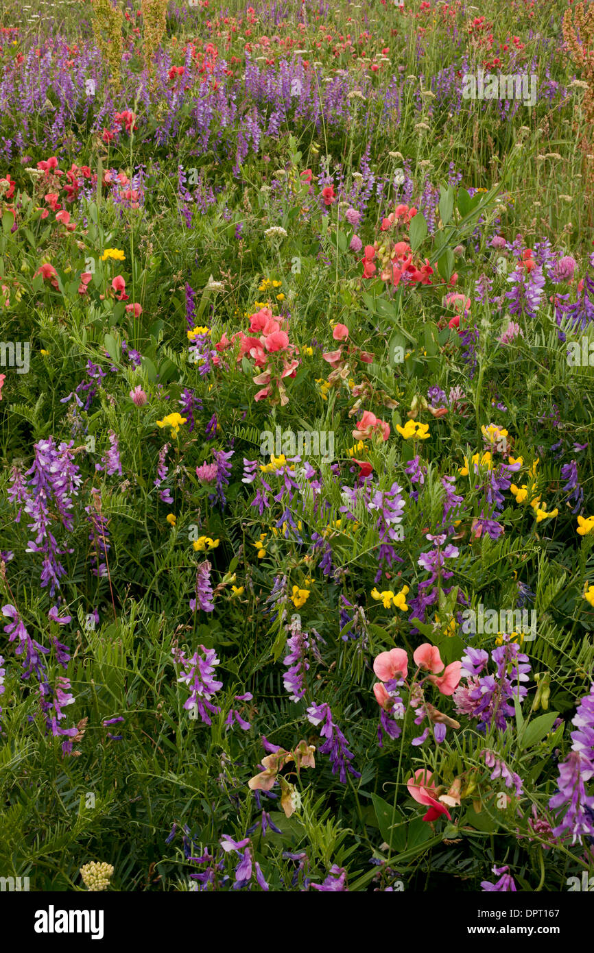 Blumige Mähwiesen auf der Ostseite des Passes Cam (Cam Gecidi) in Richtung Ardahan, im Nord-Osten der Türkei. Stockfoto
