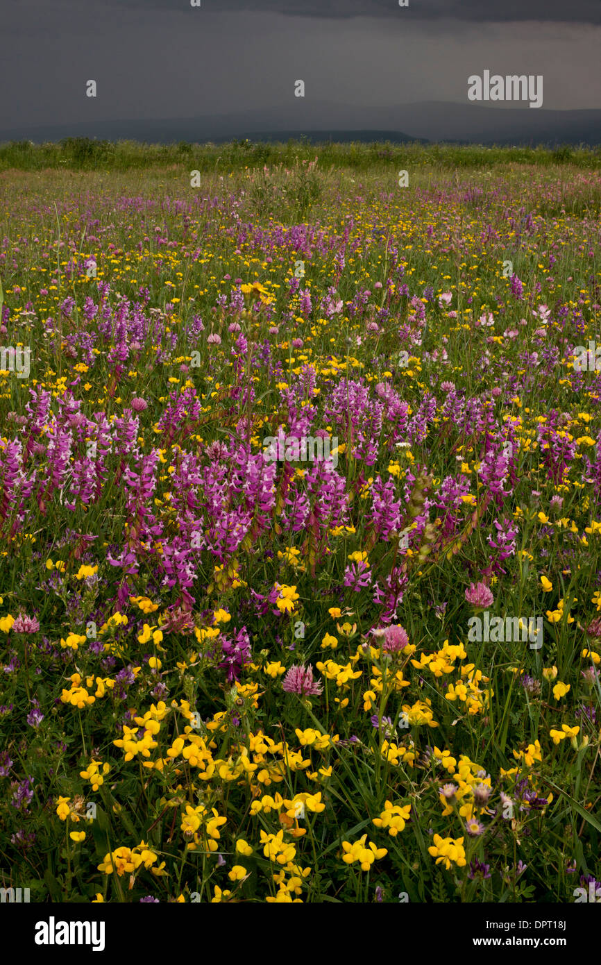 Blumige Mähwiesen dominiert von riesigen Kreuzblume, mit Sturm, in der Nähe von Ardahan, im Nord-Osten der Türkei näher. Stockfoto