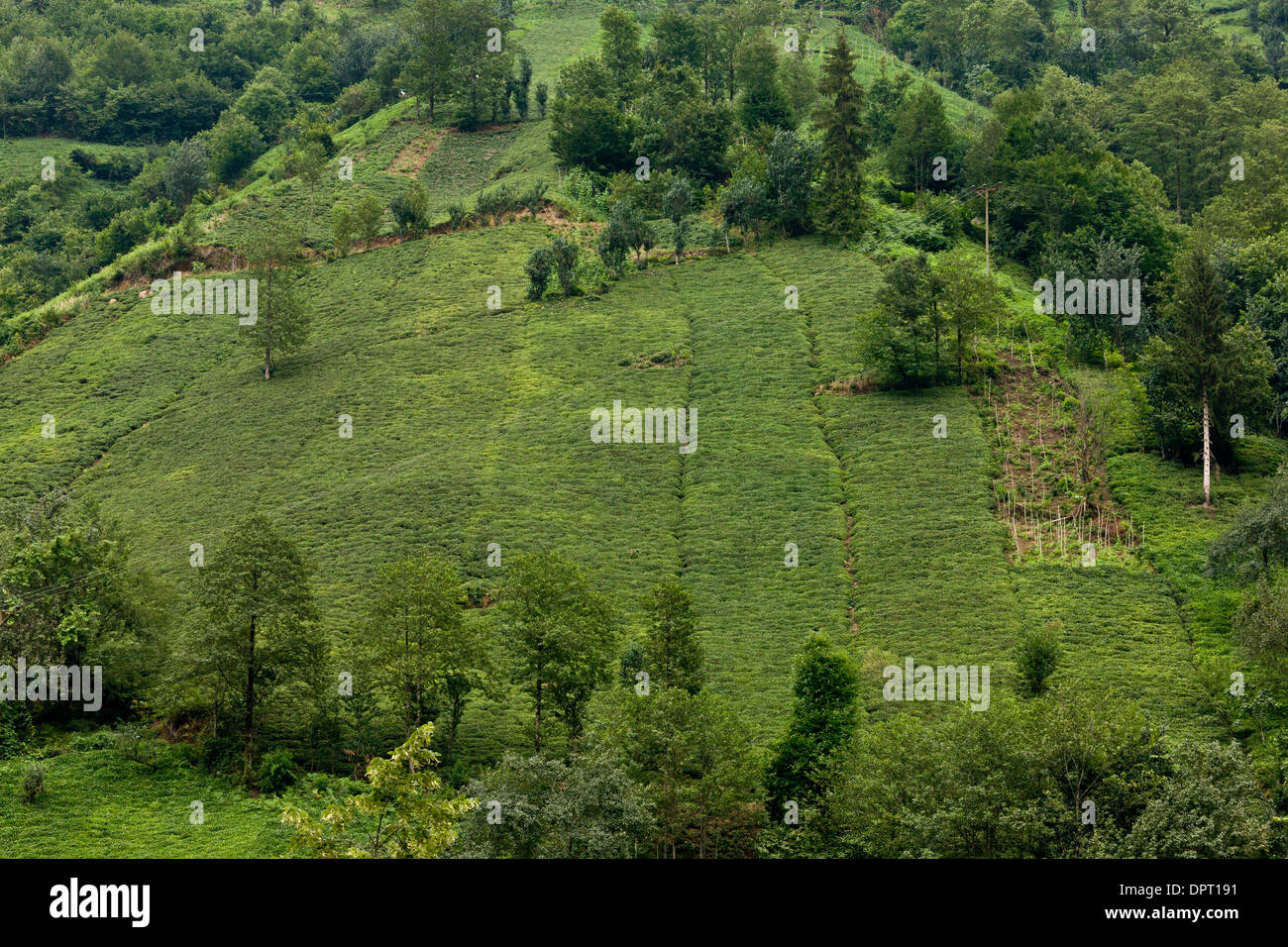 Tee-Plantagen an den steilen Hängen der Firtina Tal, pontische Alpen Nordost-Türkei. Stockfoto