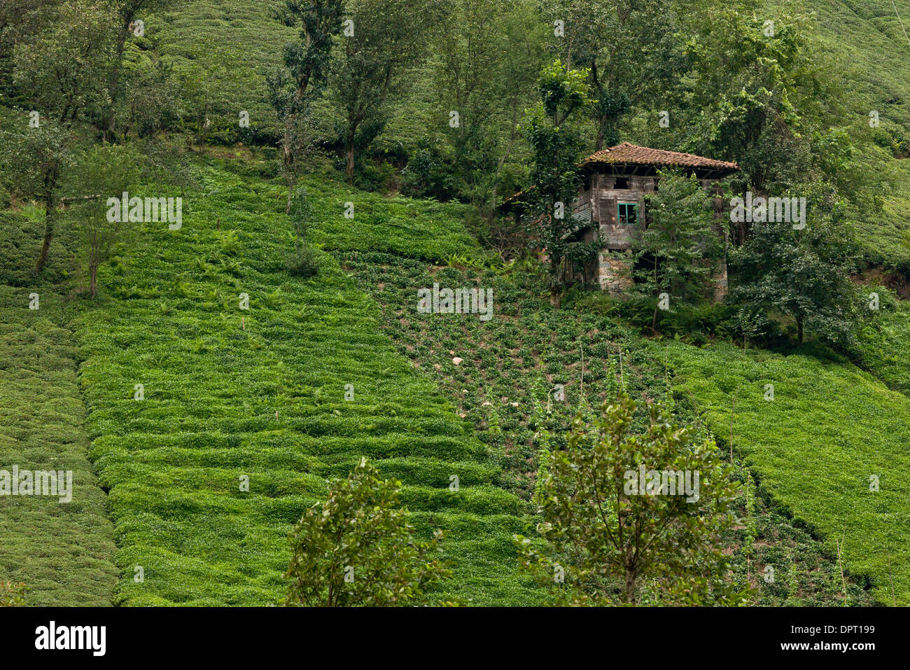 Tee-Plantagen an den steilen Hängen der Firtina Tal, pontische Alpen Nordost-Türkei. Stockfoto