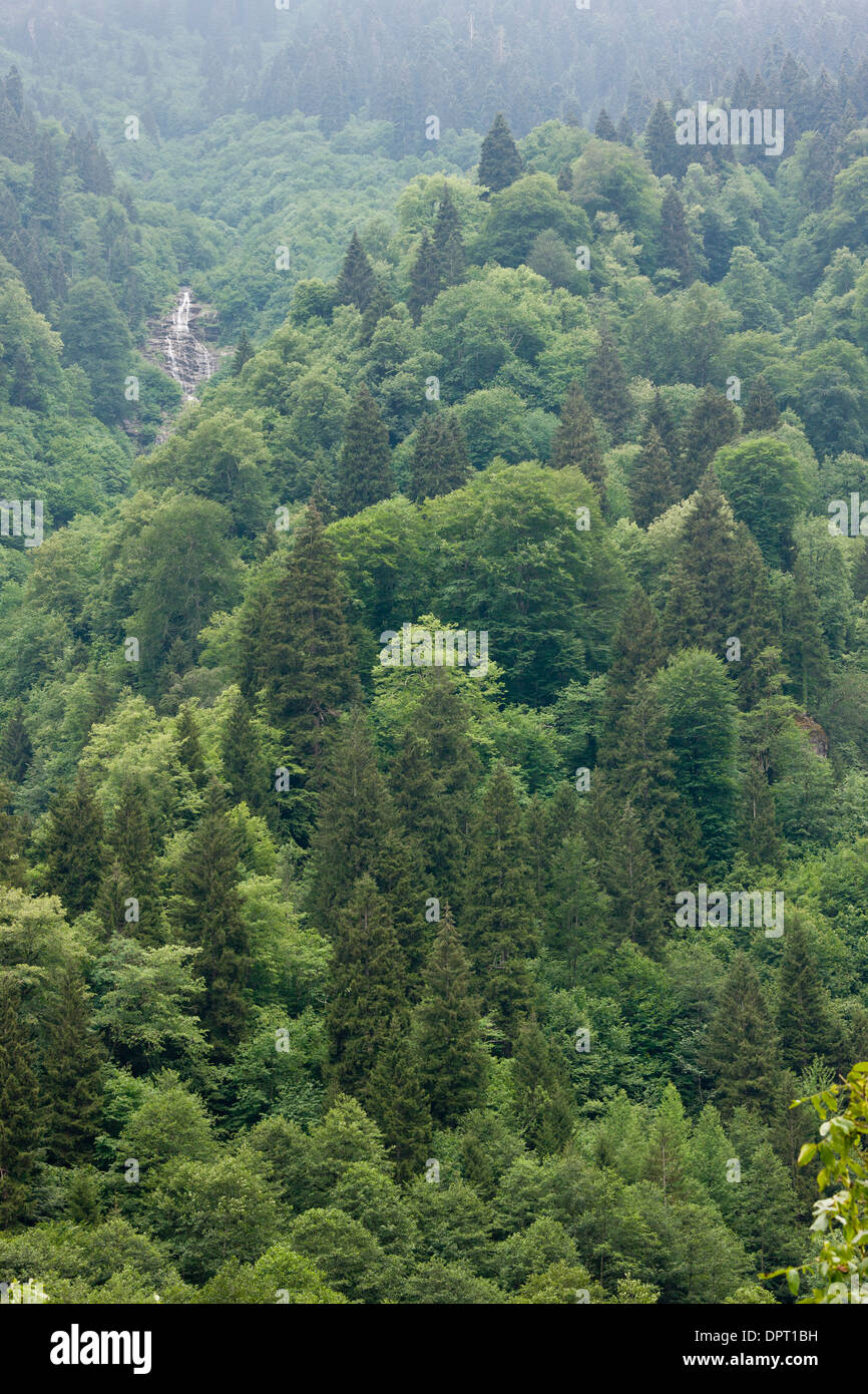 Euxine Colchic Mischwälder Laub- und Nadelbäume in der Firtina Tal, pontische Alpen Nordost-Türkei. Stockfoto