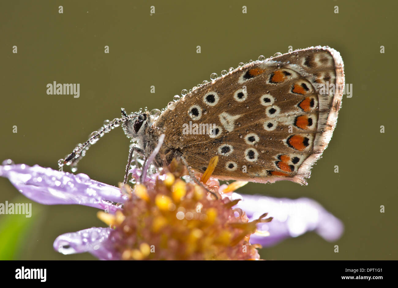 Gemeinsamen Blue Butterfly, Polyommatus Icarus, thront auf europäischen Bergaster, nach Übernachtung Roost in Tau bedeckt. Frankreich Stockfoto