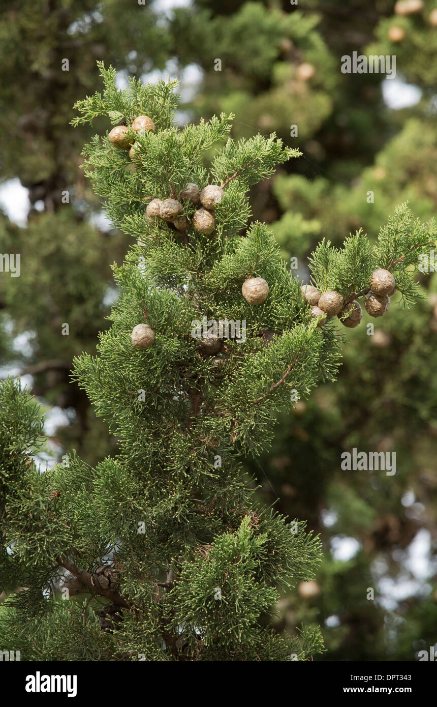 Mittelmeer-Zypresse, Cupressus Sempervirens in Frucht. Frankreich Stockfoto