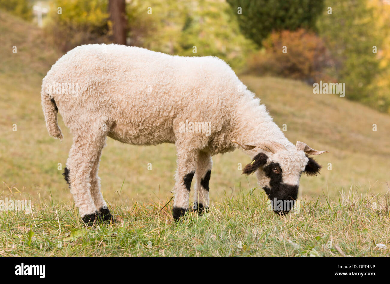 Valais Blacknose Schafe oder Walliser Schwarznasenschaf, einem doppelten  Zweck (Fleisch und Wolle) Rasse, Zermatt, Wallis, Schweiz Stockfotografie -  Alamy