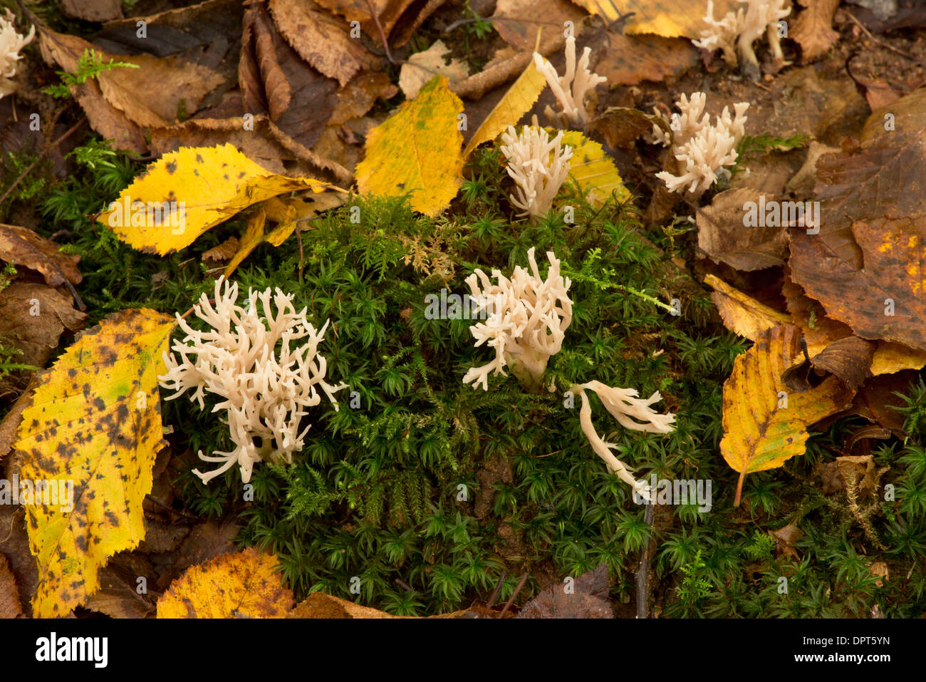 Weiße Koralle Pilz oder crested Coral Pilz, Clavulina Coralloides = Clavulina Cristata Stockfoto