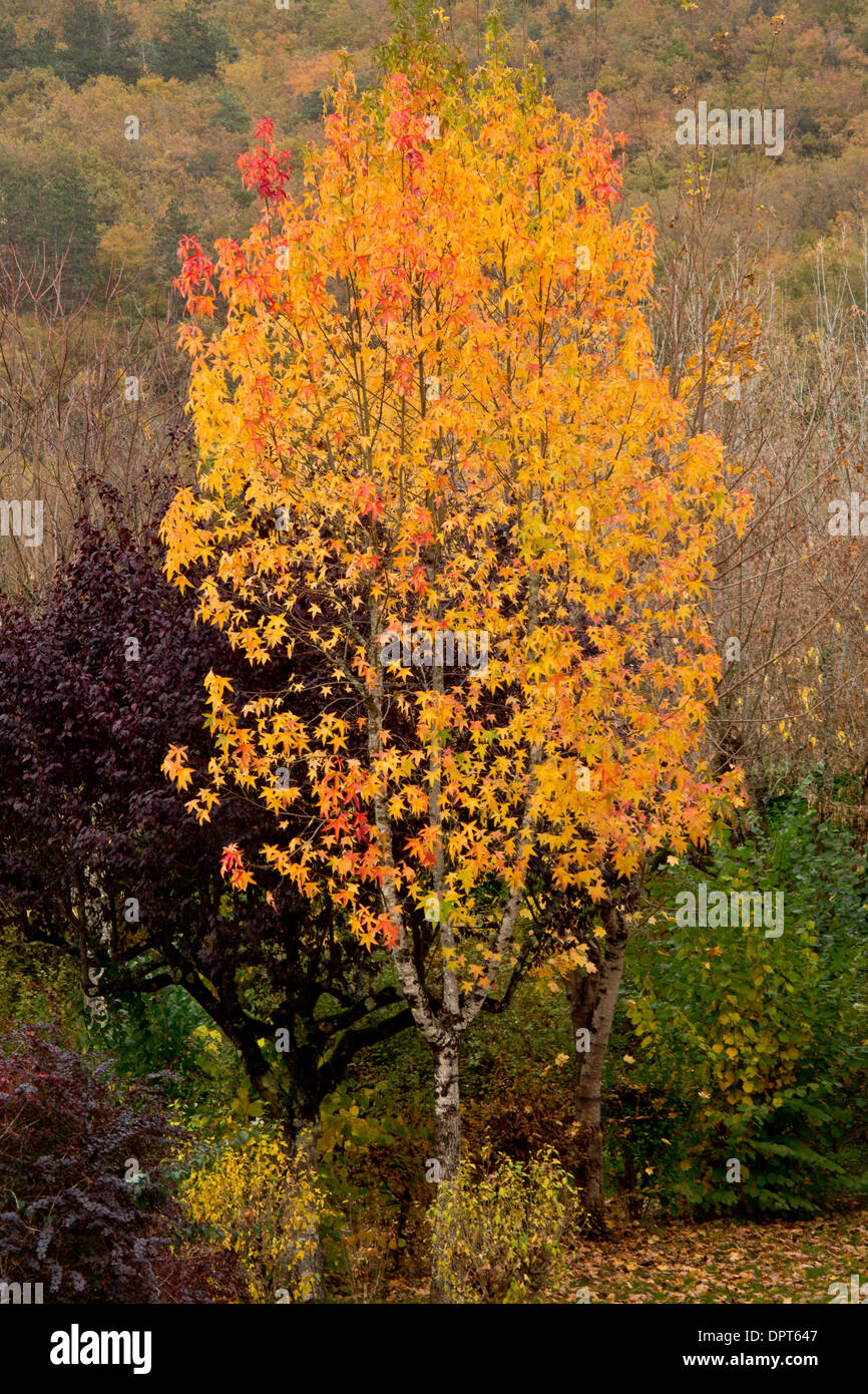 Amerikanisches Sweetgum, Amberbaum, Amberbaum, Liquidambar Styraciflua
