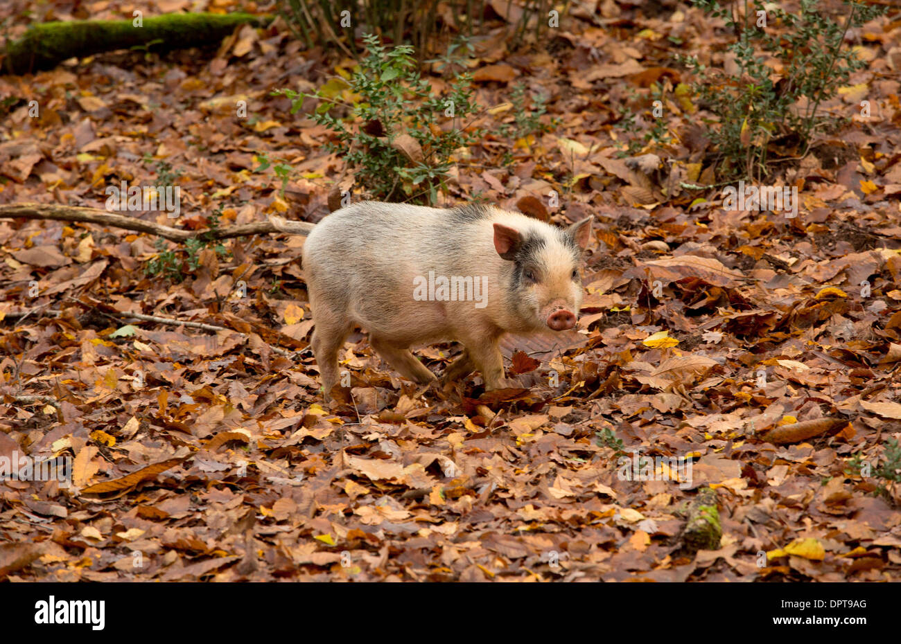 Schweine auf Nahrungssuche für Eicheln etc. in Laubwald im Herbst. Dordogne, Frankreich. Stockfoto