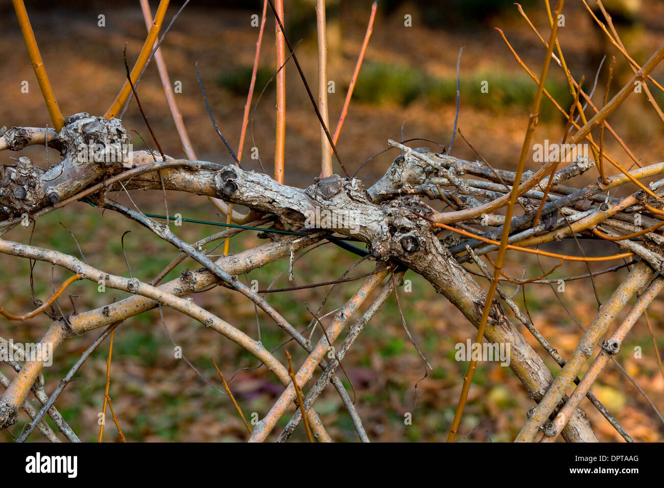 Lebende Weide Zaun sprießen; Dordogne, Frankreich. Stockfoto