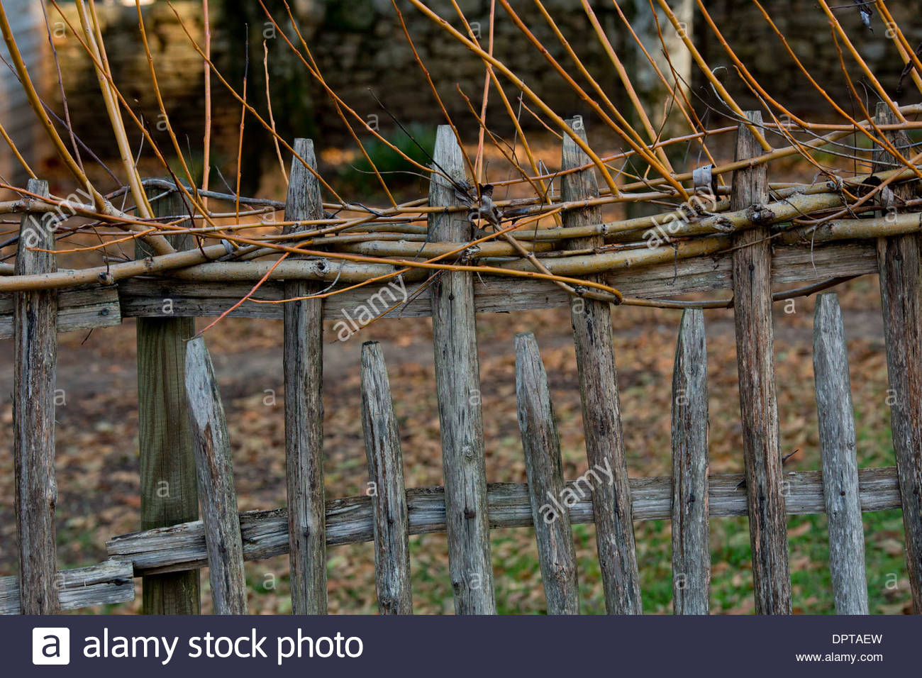 Lebender weidenzaun Fotos und Bildmaterial in hoher Auflösung Alamy