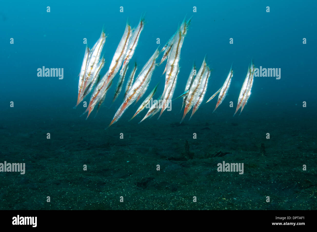 Starre Shrimpfish Centriscus Scutatus, Lembeh Strait, North Sulewesi, Indonesien. Stockfoto