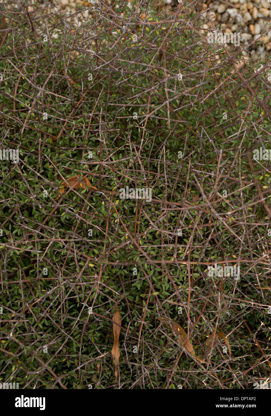 Grünen Coprosma, Coprosma Parviflora, Rubiaceae; Neuseeland. Typisch für Sträucher zeigen divaricate Verzweigung durchsucht von Vögel. Stockfoto