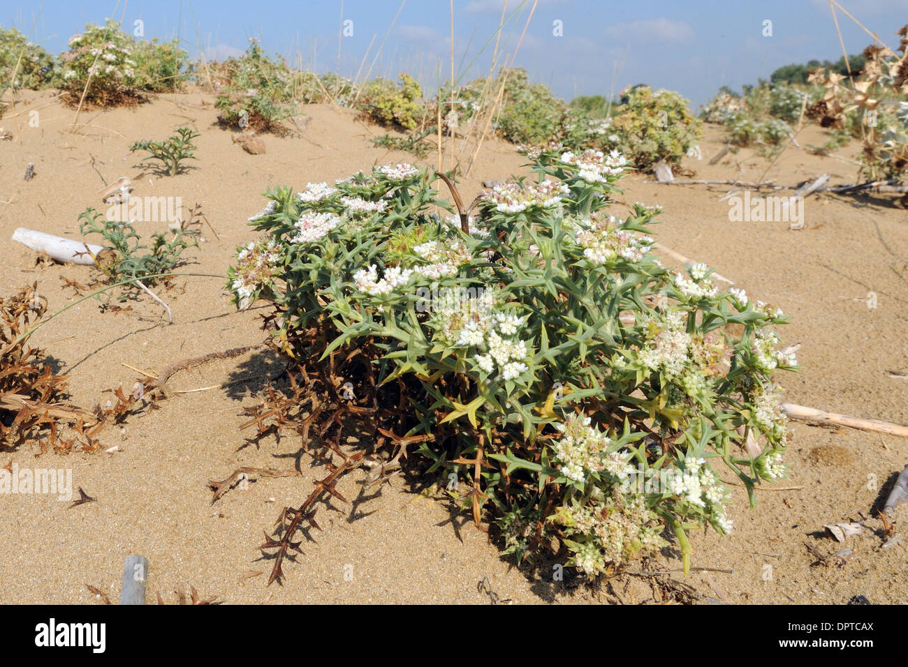 Meer Fenchel, (echinophora spinosa), auf einer Düne, Naturschutzgebiet von Vendicari, Sizilien Stockfoto