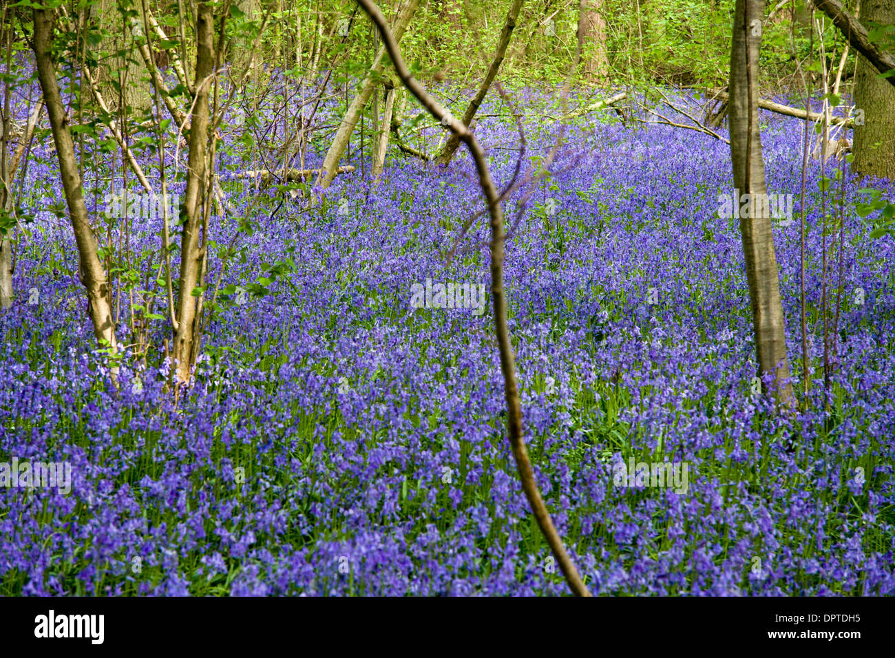 Glockenblumen in Blüte in einem Waldgebiet in Oxfordshire Stockfoto