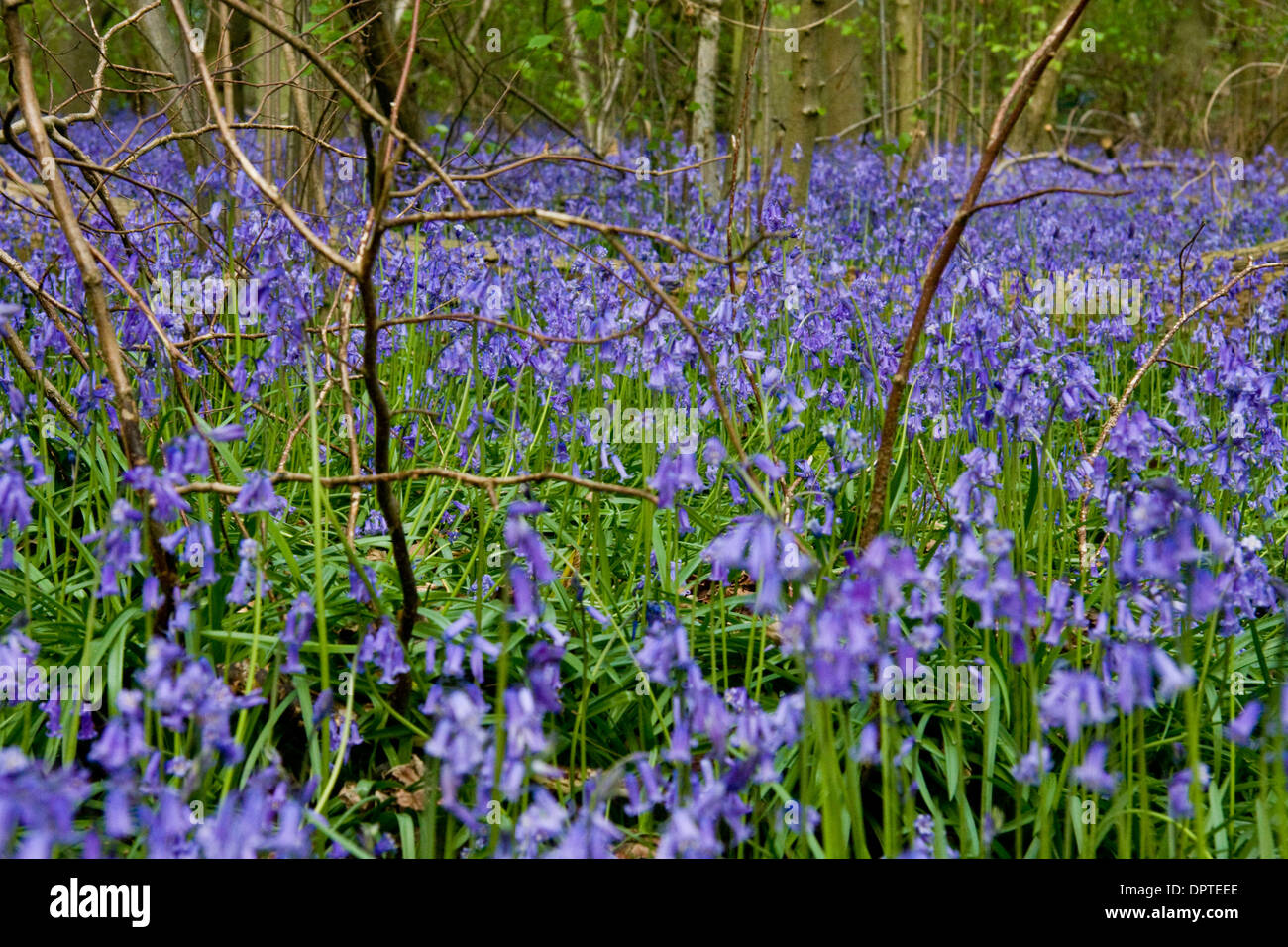 Glockenblumen in Blüte in einem Waldgebiet in Oxfordshire Stockfoto