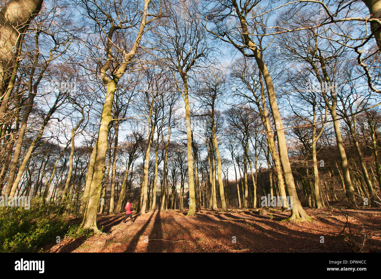 Aston Rowant National Nature Reserve, Stokenchurch, England, UK. Ein Mann geht durch das Buchenholz im frühen winter Stockfoto