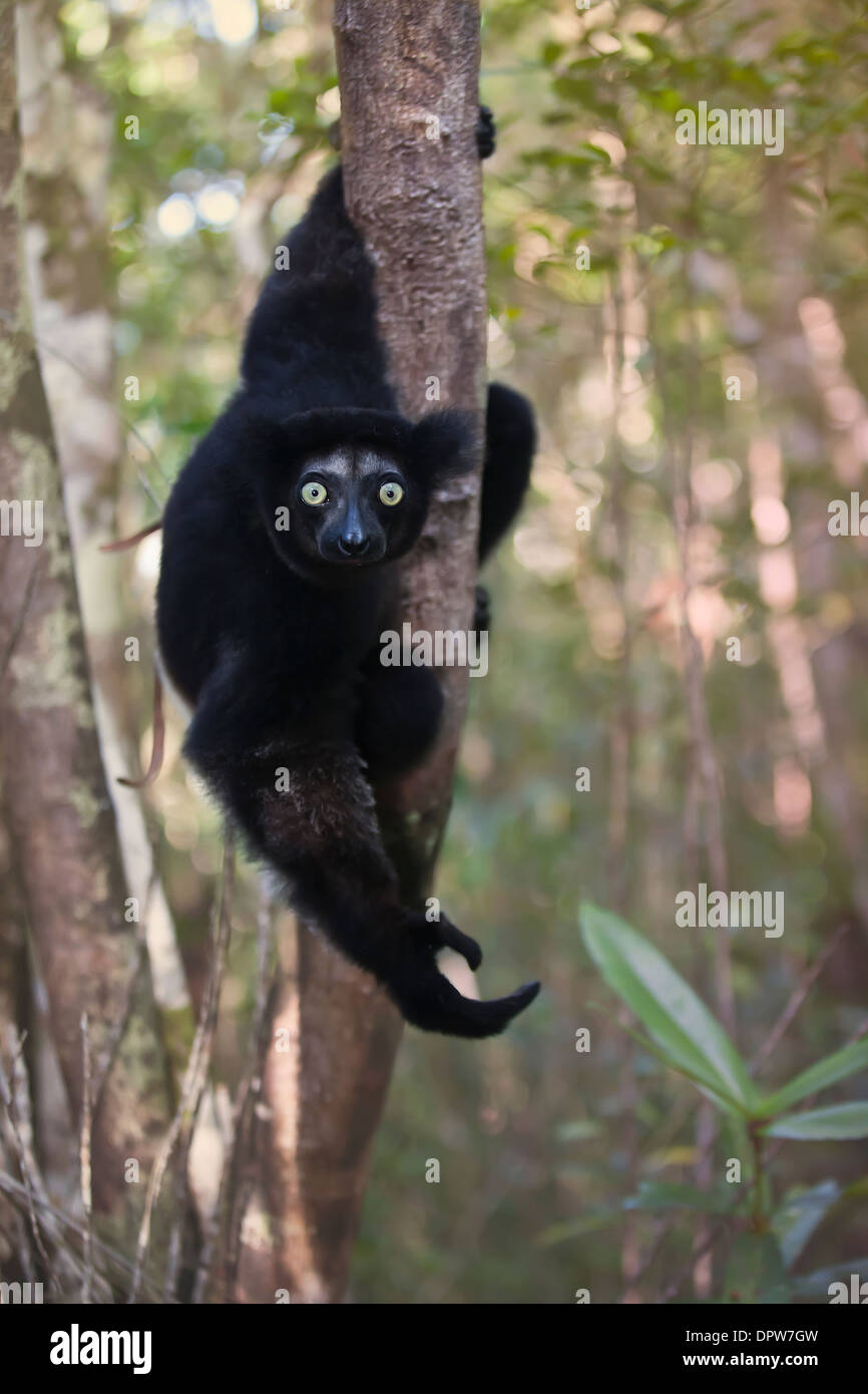 Schwarzen Indri in Wald Perinet, Madagaskar Stockfoto