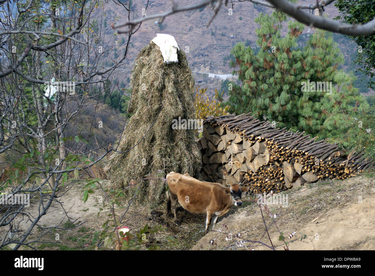 Zwischen Rumsu und Naggar, Kullu-Tal, Himachal Pradesh, N. Indien. Stockfoto