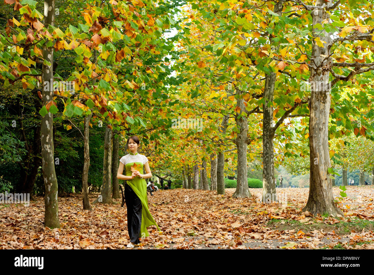 Junge Frau, die allein auf einem herbstlichen, blattbedeckten Weg zwischen Herbstbäumen spazieren geht, die Blätter halten Stockfoto