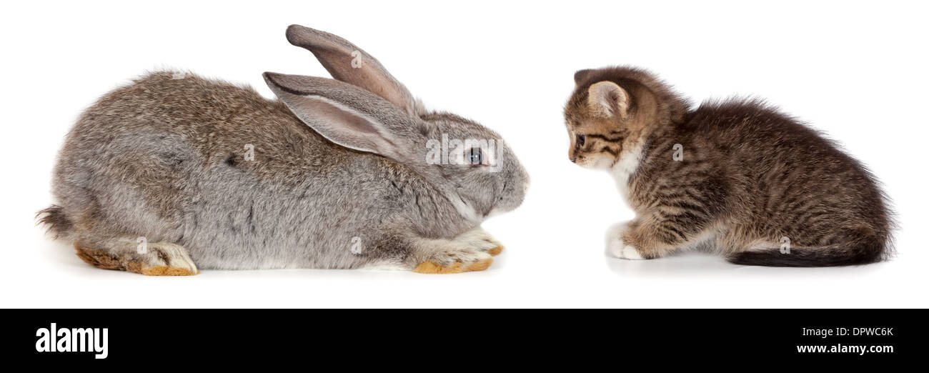 Freundschaft-Tiere und Haustiere. Kätzchen und Kaninchen im Studio isoliert auf weißem Hintergrund. Stockfoto