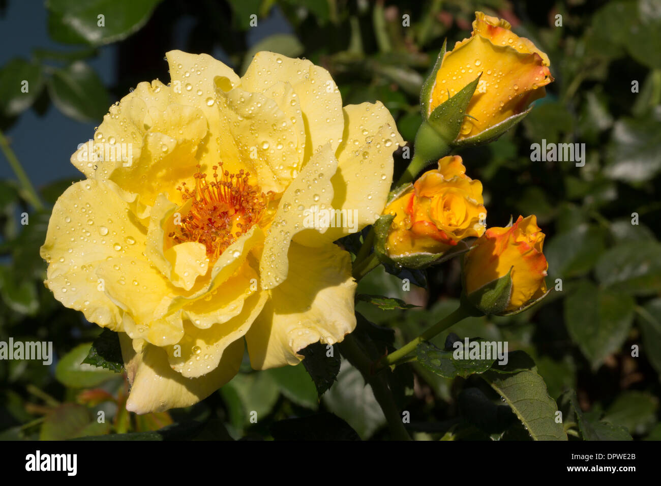 Einzelne schöne gelbe rose Stockfoto