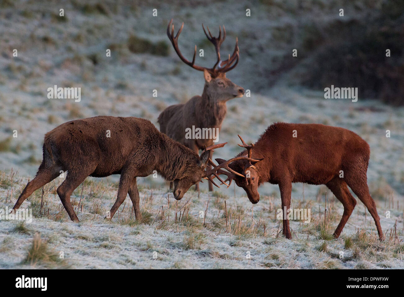 Rote Hirsche sperren Geweih an einem frostigen Morgen bei Ashton Gericht in Bristol Stockfoto