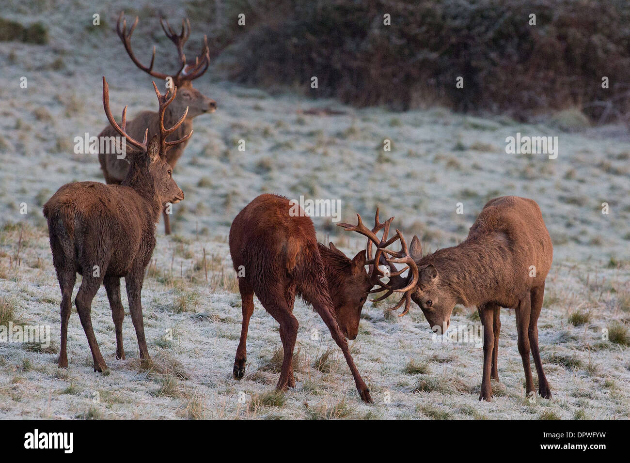 Rote Hirsche sperren Geweih an einem frostigen Morgen bei Ashton Gericht in Bristol Stockfoto
