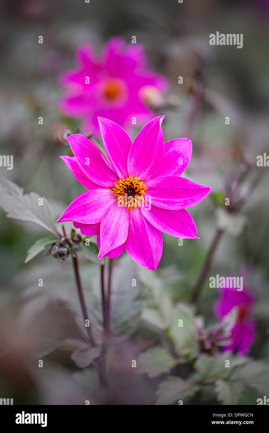 Nahaufnahme einer einzigen rosa Dahlie 'Magenta Star' Blume Stockfoto