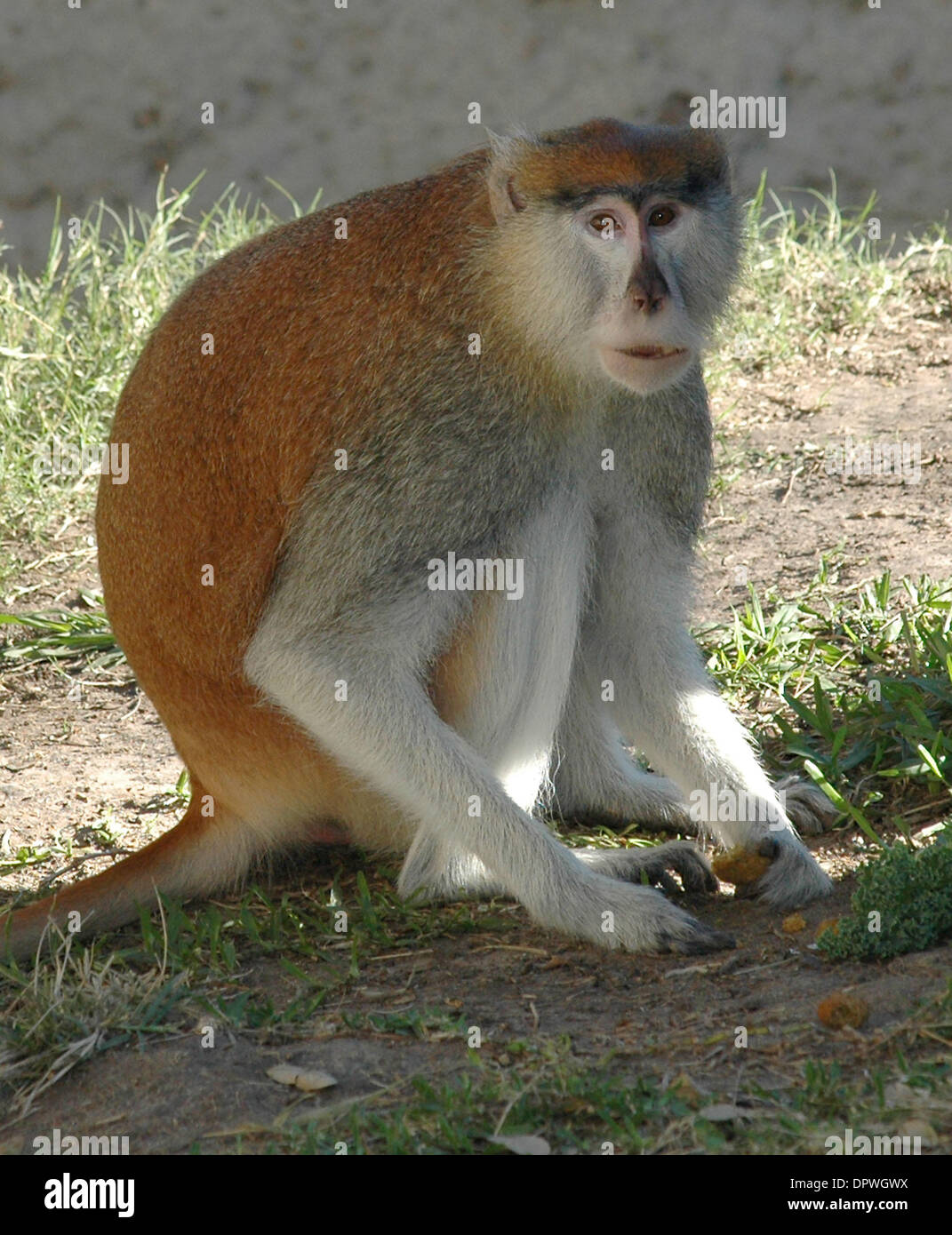 8. Januar 2009 - Houston, Texas, Vereinigte Staaten von Amerika - The Wortham Welt der Primaten im Houston Zoo bietet einige der faszinierendsten und intelligente Kreaturen der Welt aus nächster Nähe betrachten.  Eingebettet in eine naturalistische Einstellung, können Wortham weltweit Promenaden und Baumhäuser Besucher das Verhalten verschiedener bedrohte und gefährdete Primaten zu beobachten. (Kredit-Bild: © Timot Stockfoto