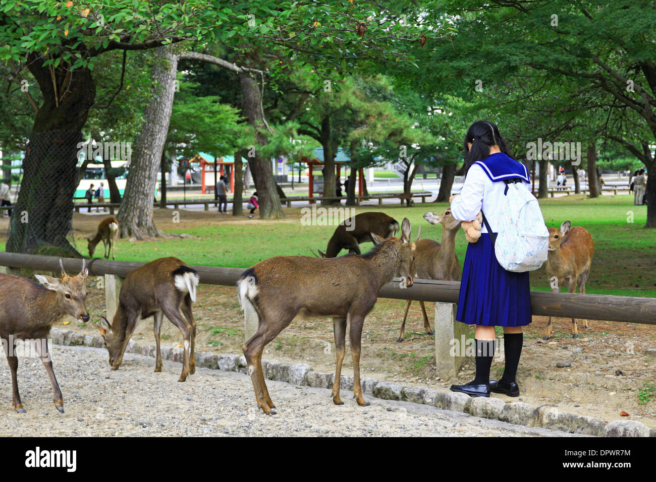 Japanisches Schulmädchen ernährt zahmen Hirsche (Sika) in der Stadt Nara, Präfektur Nara, Japan, Asien. Stockfoto