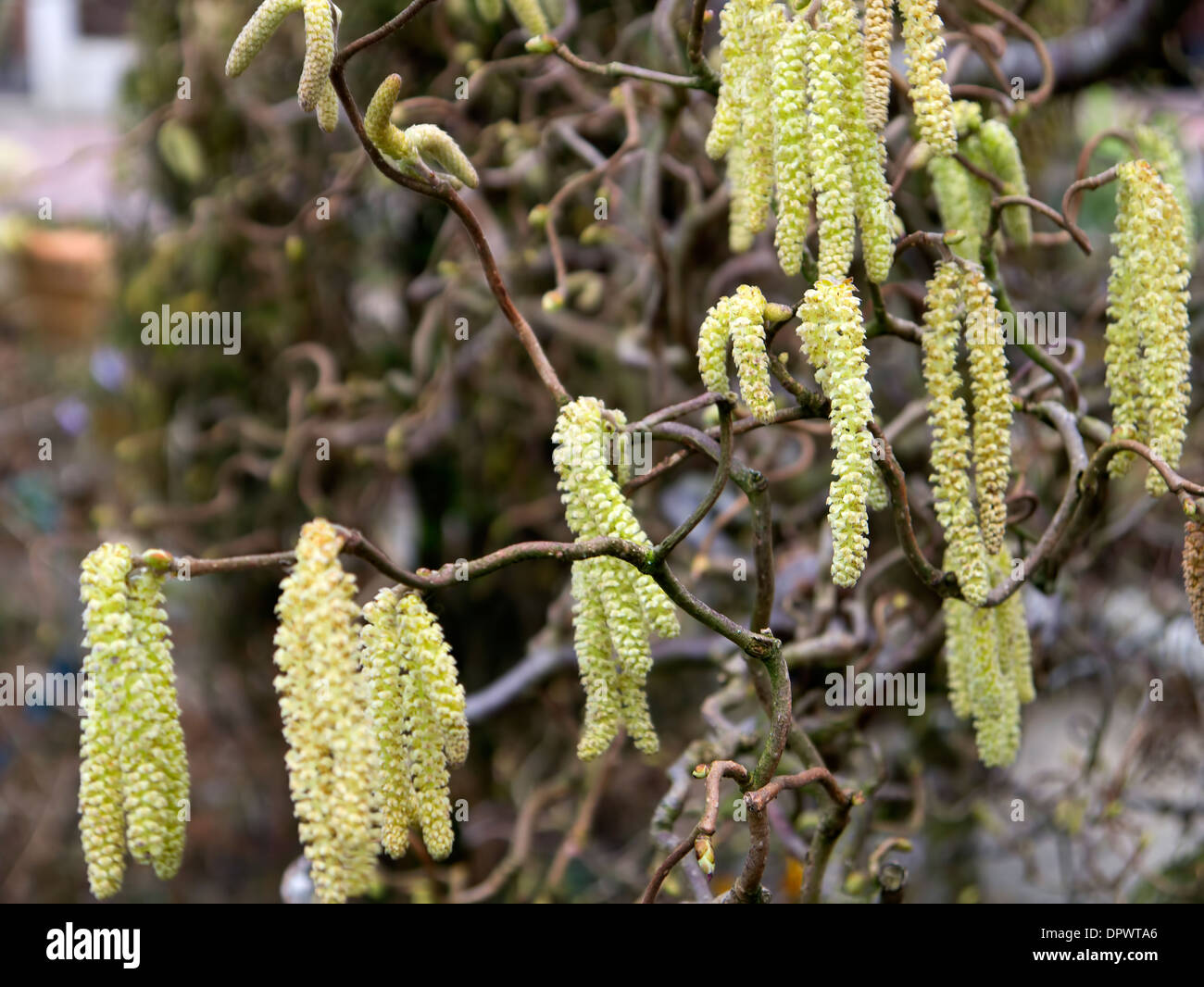 Korkenzieher-Hasel Baum goldgelben Kätzchen Stockfotografie - Alamy