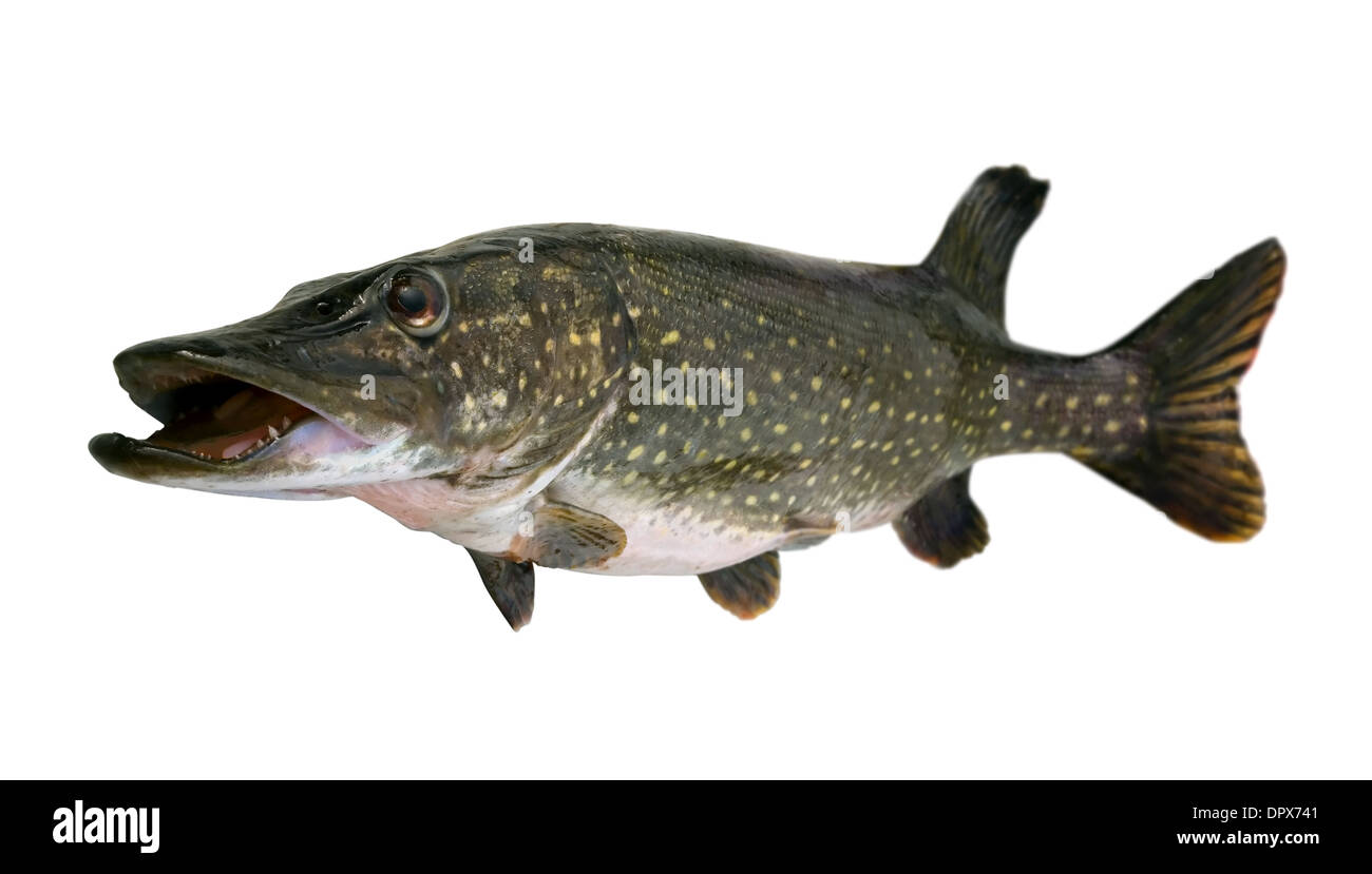 Hecht (Esox Lucius) - Süßwasser Fischen isoliert auf weiss Stockfoto