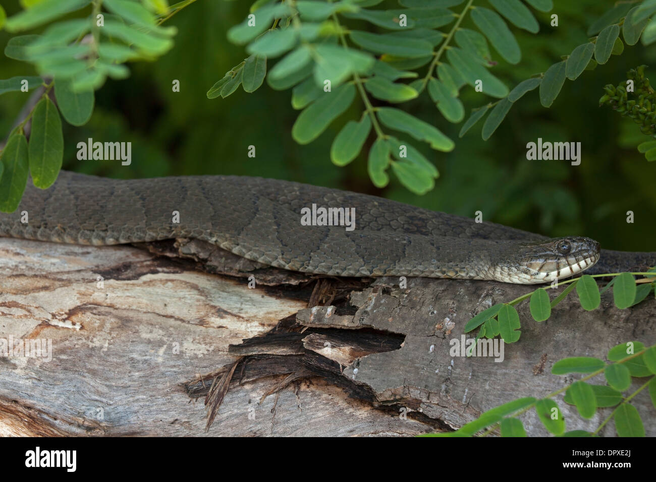 Nördliche Wasserschlange (Nerodia Sipedon), New York, trächtige Weibchen sonnen sich Stockfoto