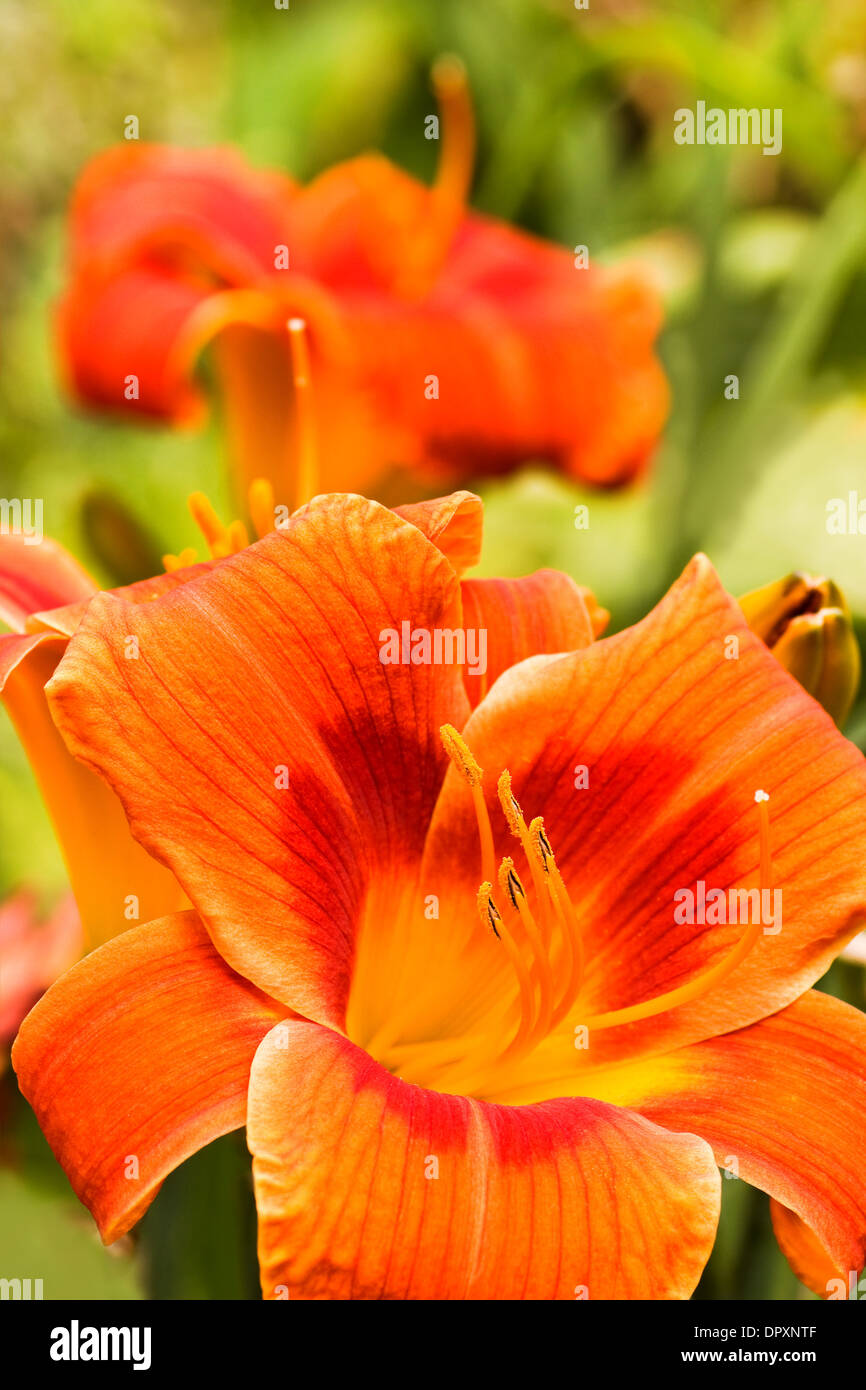 Sommerblumen orange Fotos und Bildmaterial in hoher Auflösung Alamy