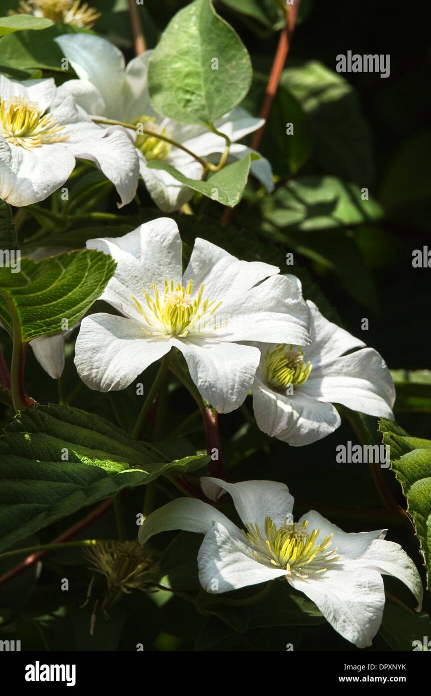 Weiße Clematis Blumen im Sommer wächst in einem Baum Stockfoto