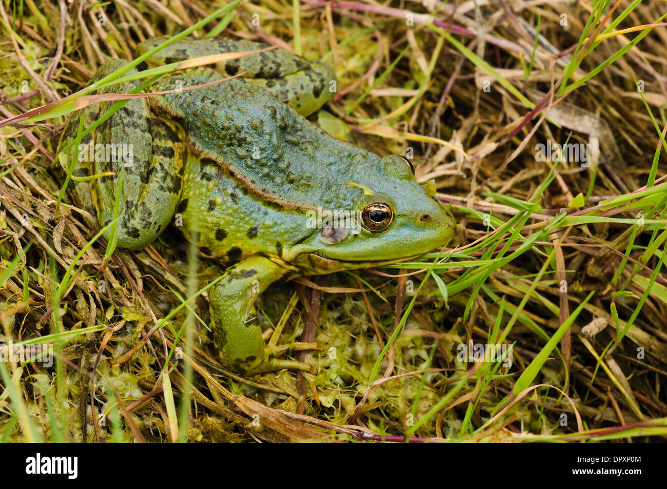 Seefrosch (Rana Ridibundus), helle grüne Erwachsenen am Ufer von einem Graben bei RSPB Rainham Marshes, Essex. September. Stockfoto