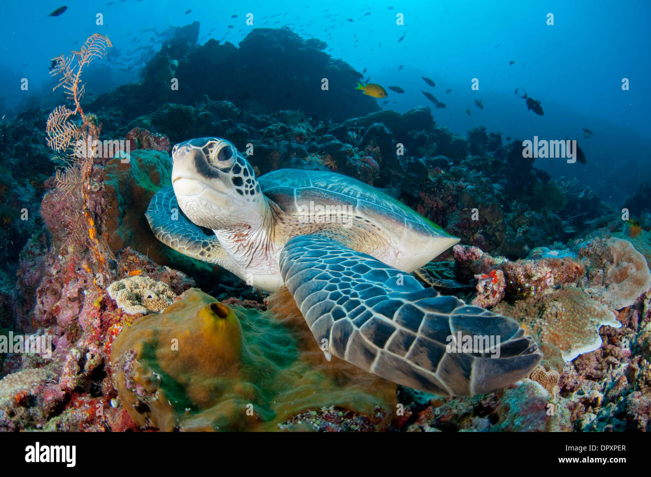 Green Turtle, Chelonia Mydas, saß am Riff, Bunaken, Manado, Nord Sulewesi, Indonesien. Stockfoto