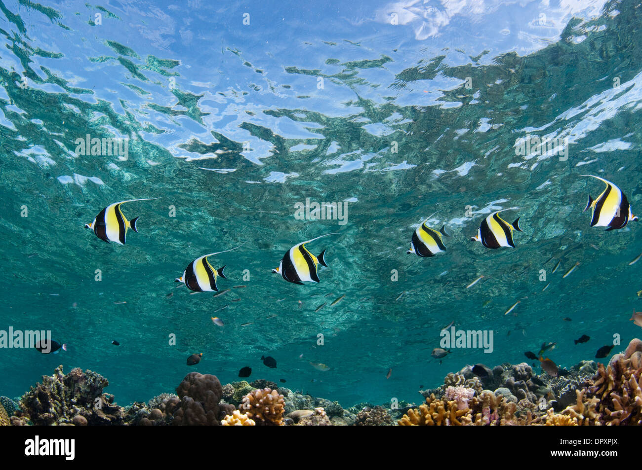 Prozession der Köbese Idole Zanclus Cornutus, Bunaken, Manado, Nord Sulewesi, Indonesien. Stockfoto