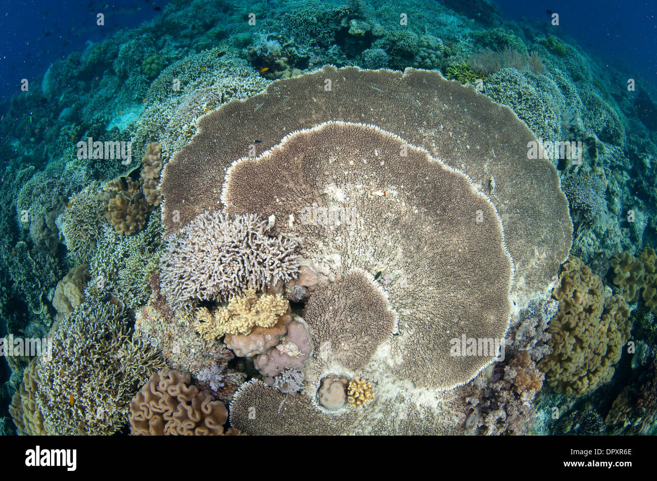 Harte Korallenriff, Bunaken, Manado, Nord-Sulewesi, Indonesien. Stockfoto