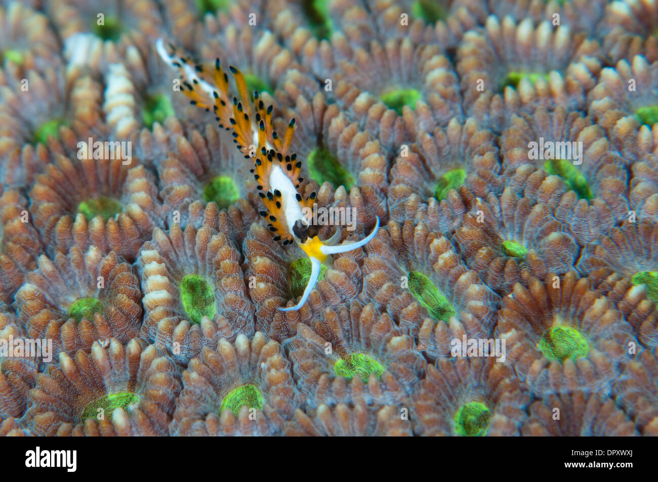 Nacktschnecke auf Steinkorallen, Bunaken, Manado, Nord-Sulewesi, Indonesien. Stockfoto