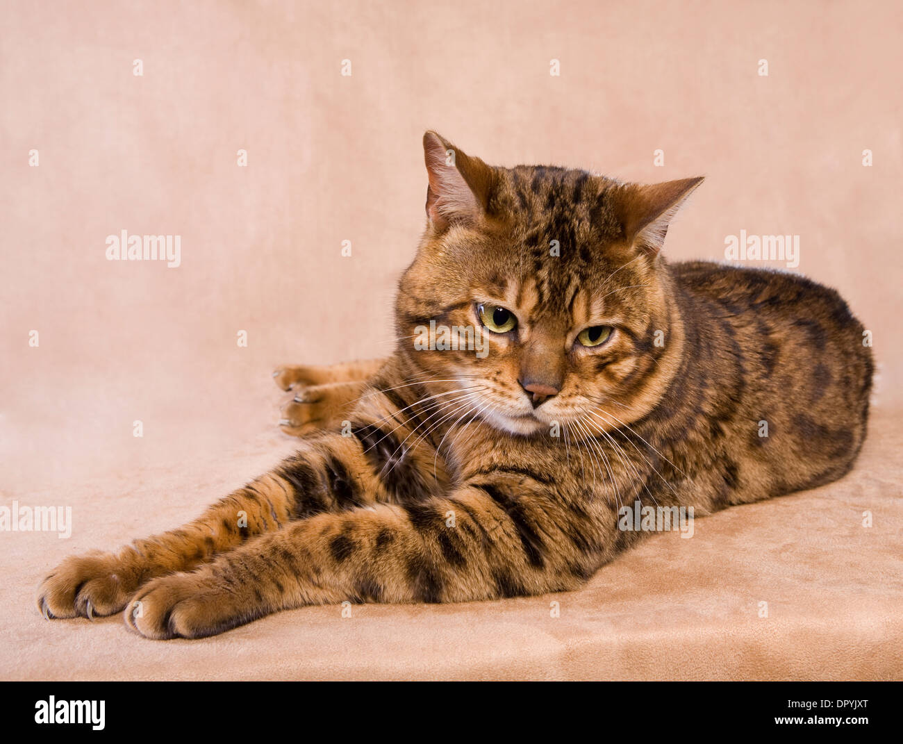 Bengal-Katze auf Tan Hintergrund nach unten liegend Stockfoto